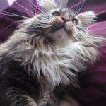 Mainecoon