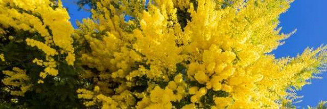 Les 22 et 23 février, ne manquez pas le corso fleuri de Bormes les Mimosas