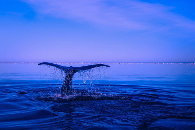 Journée internationale de la baleine et des mammifères marins