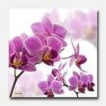 Orchidia