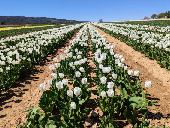 Émerveillement printanier : Le champ de tulipes de La Brillanne