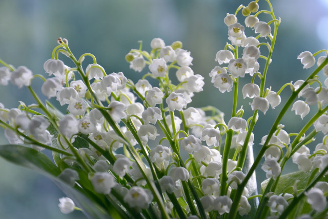 Le 1er Mai en France, la Fête du Travail et les brins de muguet