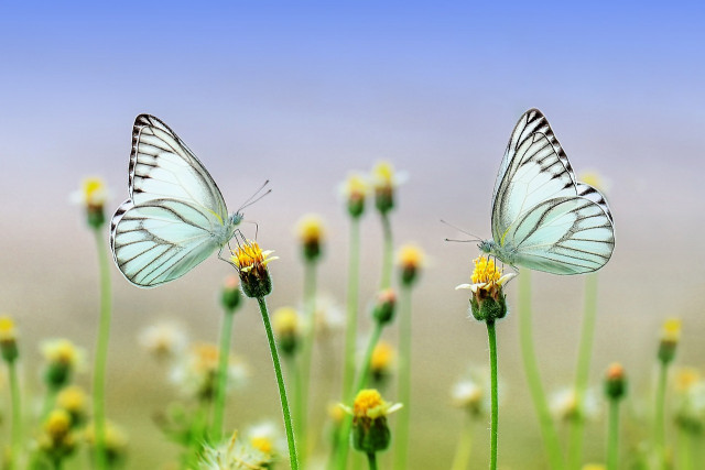 Pour la Fête de la Nature, faites un hommage à la beauté de l'environnement