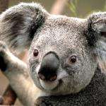Ptikoala