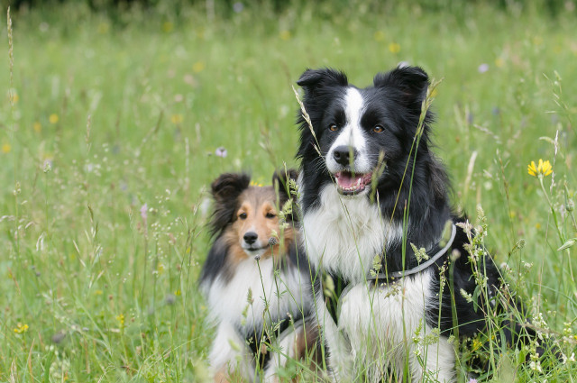 Nos fidèles compagnons à l'honneur pour la journée Internationale du Chien 