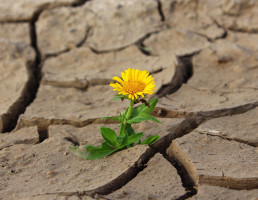 Journée Mondiale du Climat, éveiller les consciences sur le réchauffement climatique