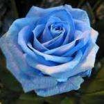 Tatiana7541