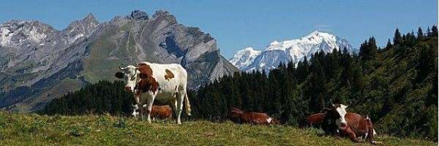 Prenons un bol d’air pur en Savoie et Haute-Savoie avec les bonnes adresses de nos membres Diamants !