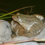 Saababaida