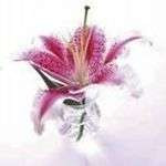 Flower13