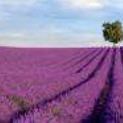 Senteurs et saveurs en Haute Provence