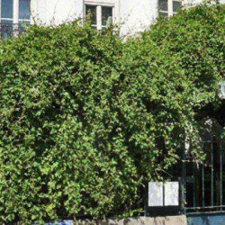 Les petites tambouilles cachées à Paris