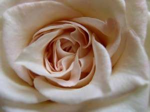 Coeur de rose