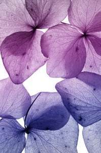 fête de la violette
