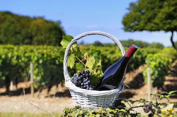 Beaujolais nouveau