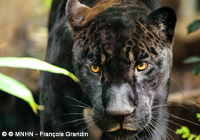 Zoo-VincennesArticle