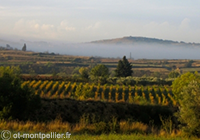 Montpellier Wine Tours