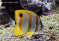 Grand Aquarium Saint Malo