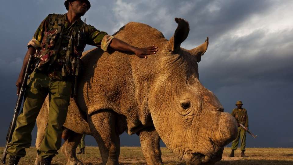 sudan rhinoceros blanc