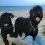 Schnauzerlas