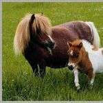 Chevaux77