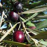 Oliveslevis