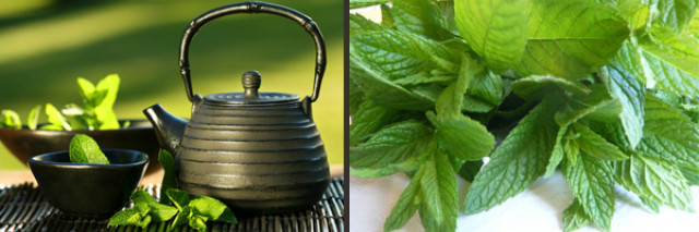 Tisanes maison : 5 plantes, 5 recettes express