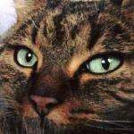 Calithekat