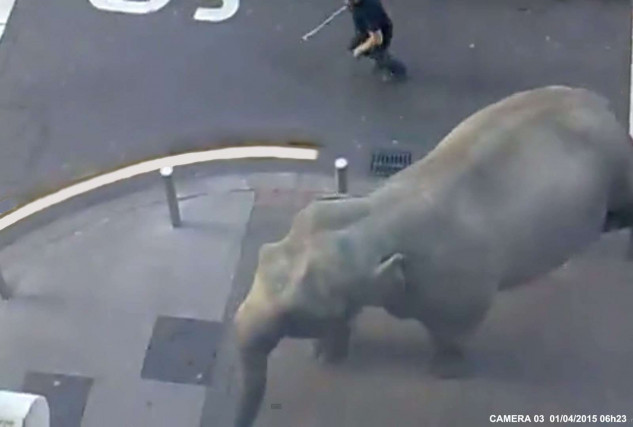Un éléphant s'échappe en plein Paris !