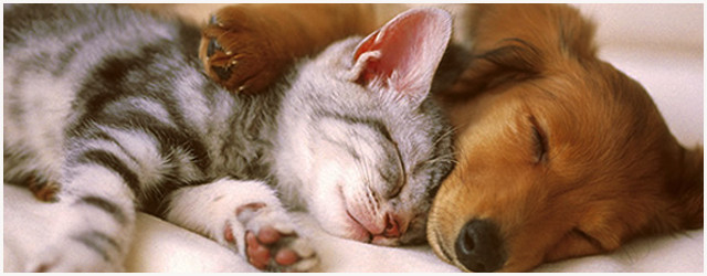 Top 5 des vidéos de bébés animaux les plus rigolotes du web