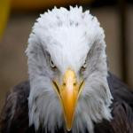 Joseaigle