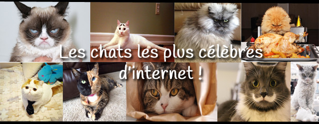 La journée internationale du Lolcats !