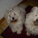 Westies