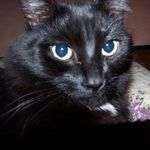 Minouchaton