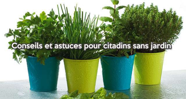 Jardinage : conseils et astuces pour citadins sans jardin