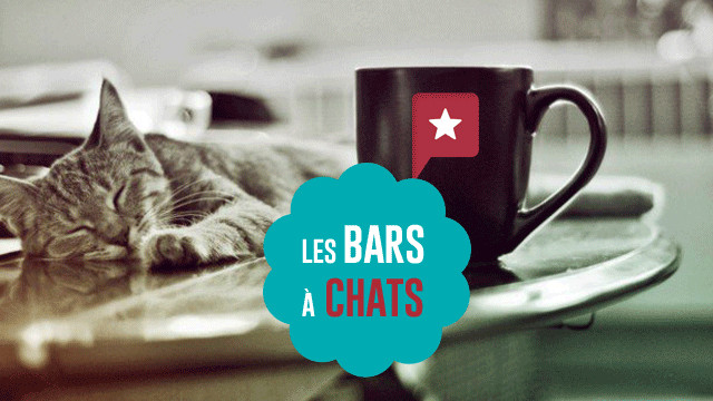 Les bars à chats, la nouvelle mode importée du Japon