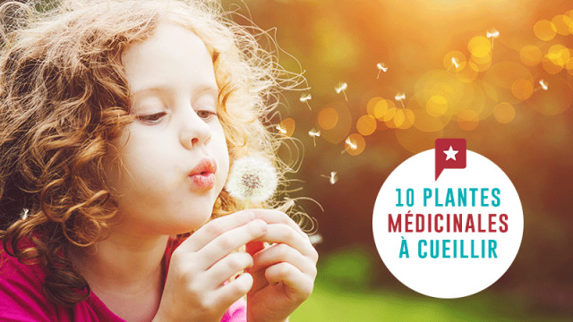 10 plantes médicinales à cueillir dans les champs 