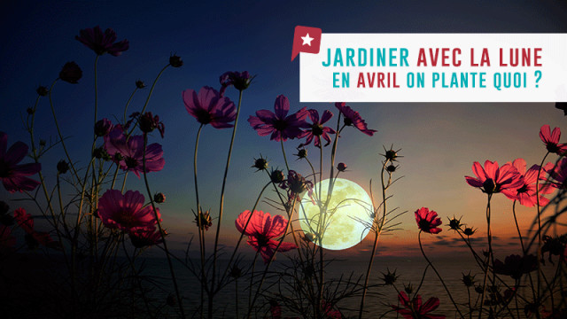Jardiner avec la lune : en avril on plante quoi ?