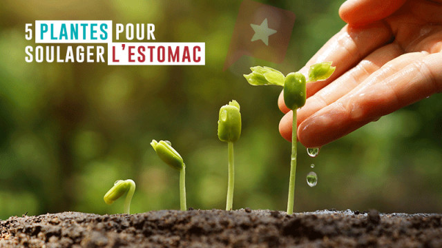 Santé : 5 plantes pour soulager l'estomac