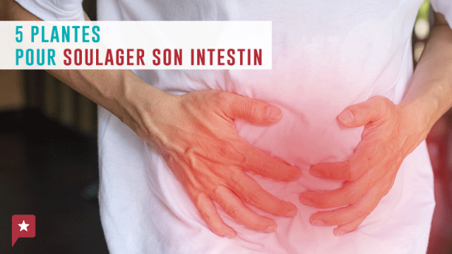 Santé : 5 plantes pour prendre soin de ses intestins