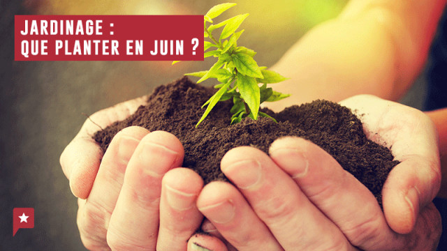 Jardinage : en juin on plante quoi ?
